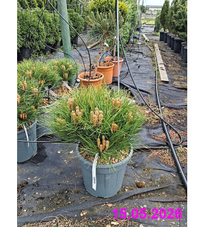 Pinus nigra 'Marie Bregeon'® C 10 L